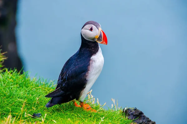 冰岛海岸的雀鸟 — 图库照片