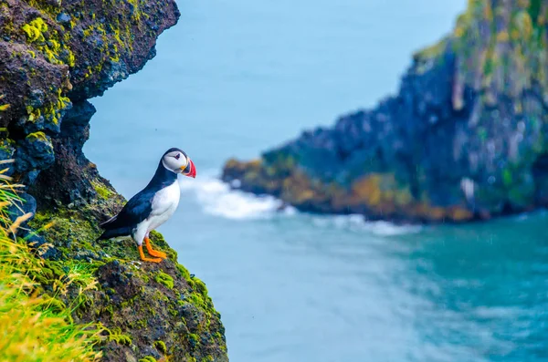 Aves Frailecillo Islandia — Foto de Stock