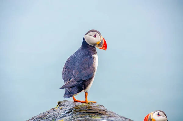 Aves Del Frailecillo Islandia — Foto de Stock