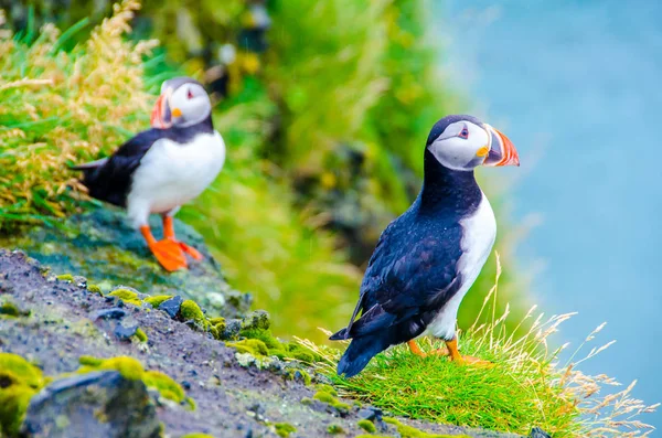 Puffin Ptáci Pobřeží Islandu — Stock fotografie