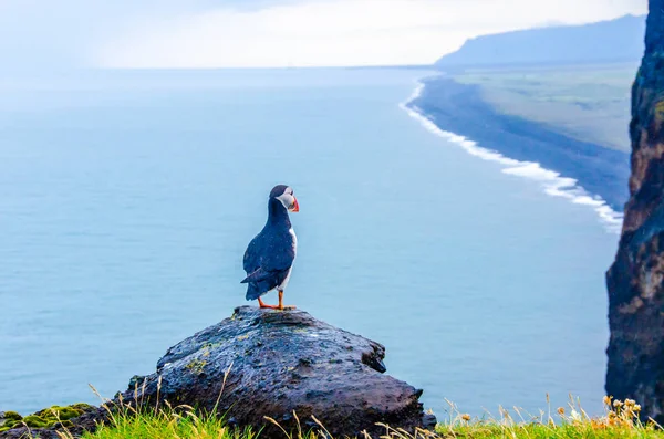 İzlanda Sahil Martı kuşu