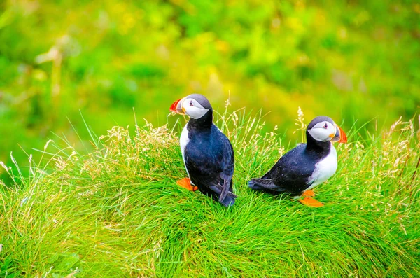 Martı Kuşları Zlanda Kenarı — Stok fotoğraf