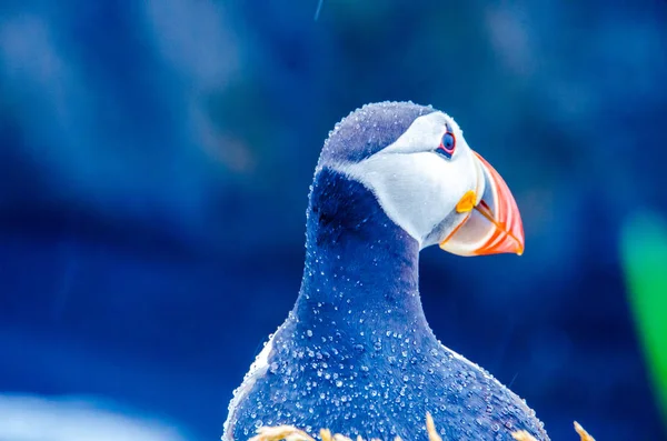 Puffin Bird Iceland Coast — Stock Photo, Image