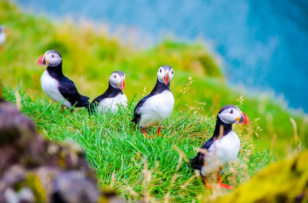 Puffin birds on Iceland coast