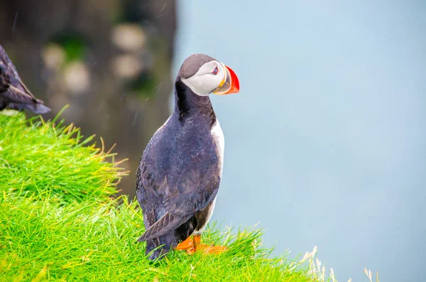 Pták Papuchalk Pobřeží Islandu — Stock fotografie