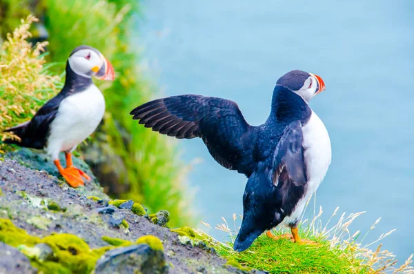 Martı kuşları İzlanda kenarı