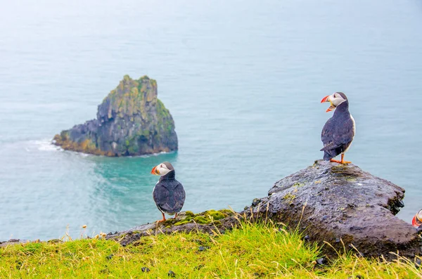 Puffin Ptáci Pobřeží Islandu — Stock fotografie