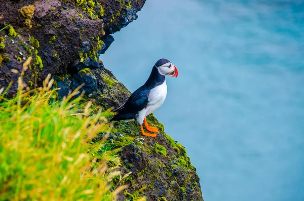 Puffin bird on Iceland coast