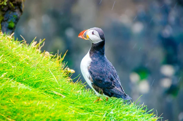 İzlanda Sahil Martı kuşu
