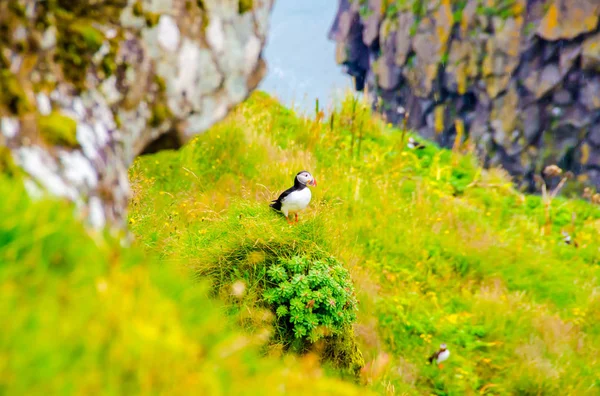 Martı kuşları İzlanda kenarı