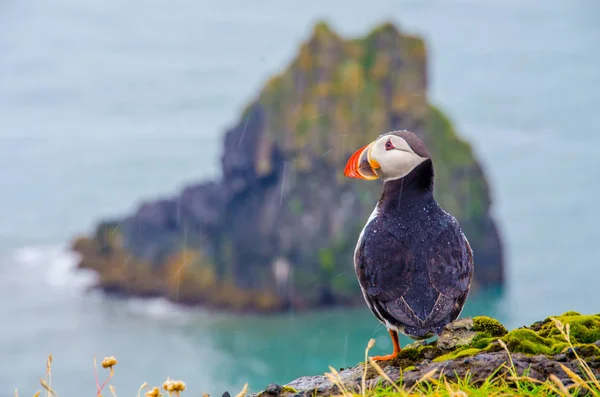 Pták Papuchalk Pobřeží Islandu — Stock fotografie