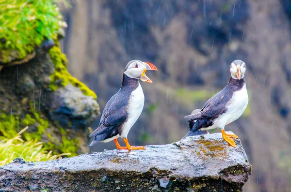 Martı kuşları İzlanda kenarı