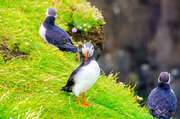 Martı kuşları İzlanda kenarı