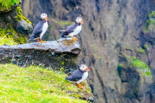 Puffin birds on Iceland coast