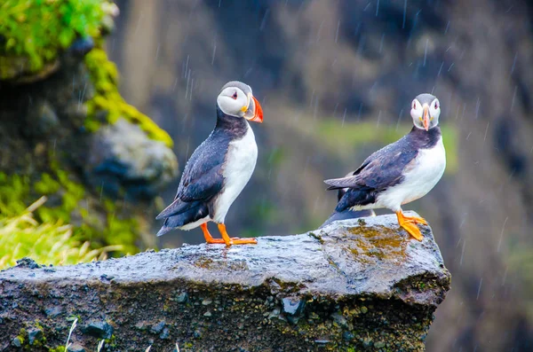 Martı kuşları İzlanda kenarı