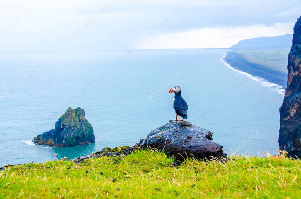 Puffin bird on Iceland coast