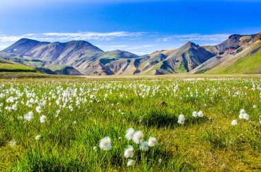 Landmannalaugar - İzlanda highland inanılmaz çiçek alanı