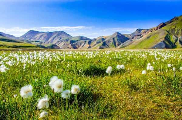 Landmannalaugar Incredibile Campo Fiori Nell Altopiano Dell Islanda — Foto Stock