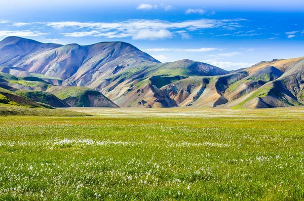 Landmannalaugar Incredibile Campo Fiori Nell Altopiano Dell Islanda — Foto Stock