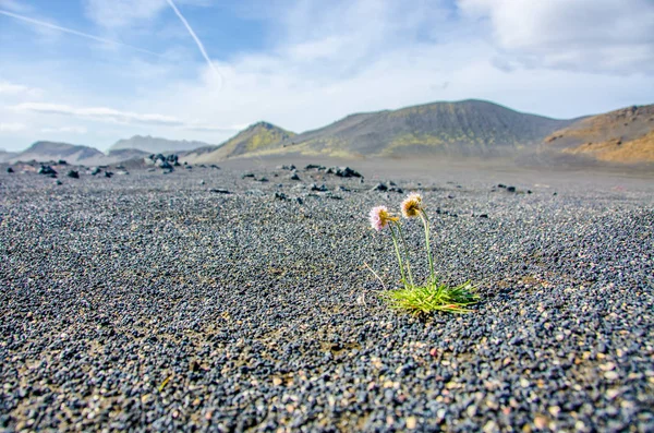 Ландшафтный Алаугар Удивительный Ландшафт Исландии — стоковое фото