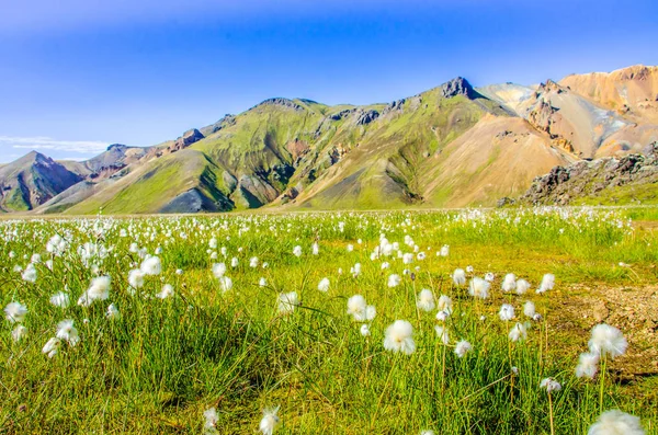 Landmannalaugar - İzlanda highland inanılmaz çiçek alanı