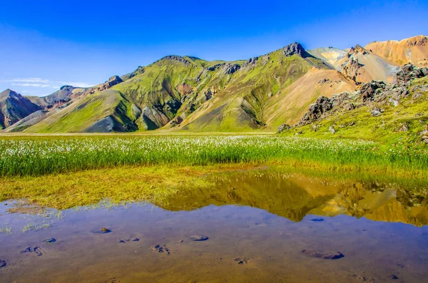 Landmannalaugar Incredibile Campo Fiori Nell Altopiano Dell Islanda — Foto Stock