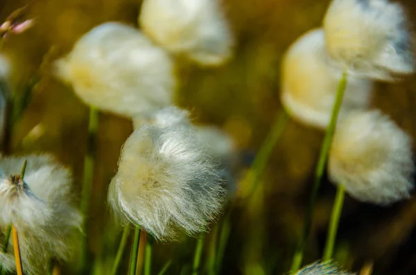 Landmannalaugar Amazing Flower Field Highland Iceland — Stock Photo, Image