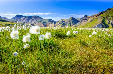 Landmannalaugar - İzlanda highland inanılmaz çiçek alanı