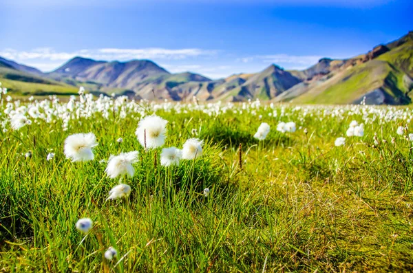 Landmannalaugar - İzlanda highland inanılmaz çiçek alanı