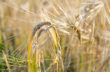 Yakın Mısır büyüyen mısır tarlası-