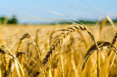 Yakın Mısır büyüyen mısır tarlası-