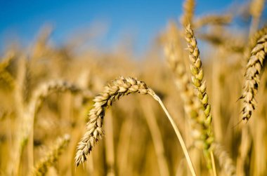 Yakın Mısır büyüyen mısır tarlası-