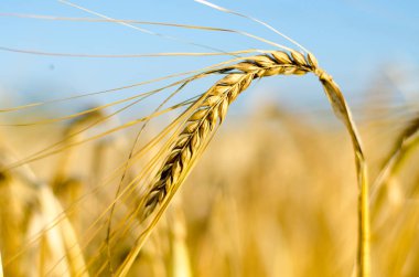 Yakın Mısır büyüyen mısır tarlası-