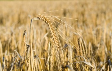 Yakın Mısır büyüyen mısır tarlası-