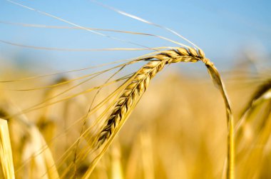 Yakın Mısır büyüyen mısır tarlası-