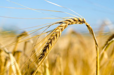 Yakın Mısır büyüyen mısır tarlası-