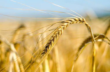 Yakın Mısır büyüyen mısır tarlası-