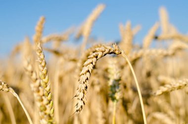 Yakın Mısır büyüyen mısır tarlası-