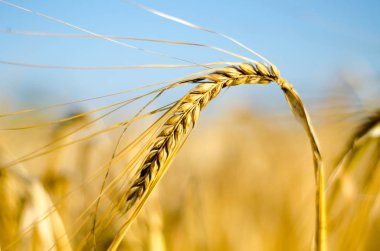 Yakın Mısır büyüyen mısır tarlası-