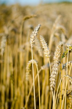 Yakın Mısır büyüyen mısır tarlası-