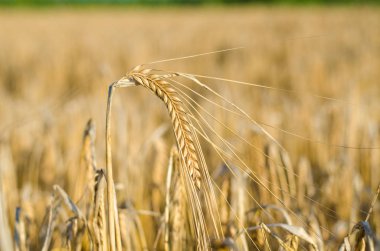 Yakın Mısır büyüyen mısır tarlası-