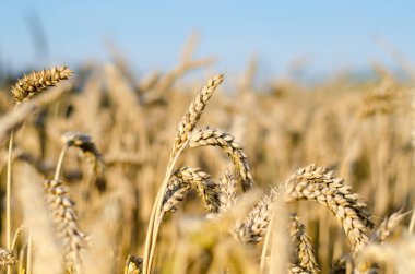 Yakın Mısır büyüyen mısır tarlası-