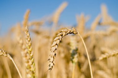 Yakın Mısır büyüyen mısır tarlası-