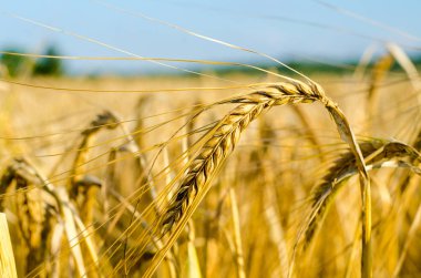 Yakın Mısır büyüyen mısır tarlası-