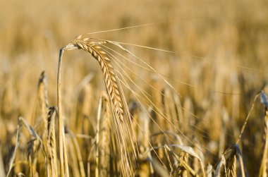 Yakın Mısır büyüyen mısır tarlası-