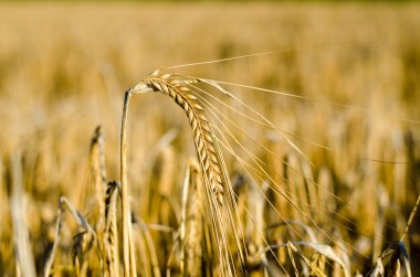 Yakın Mısır büyüyen mısır tarlası-