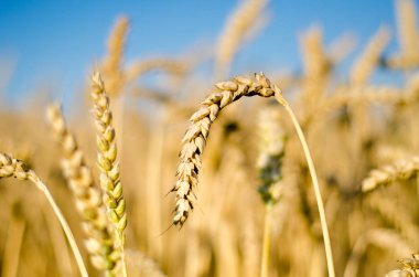 Yakın Mısır büyüyen mısır tarlası-