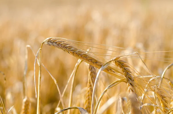Yakın Mısır büyüyen mısır tarlası-