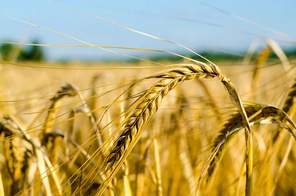 Yakın Mısır büyüyen mısır tarlası-