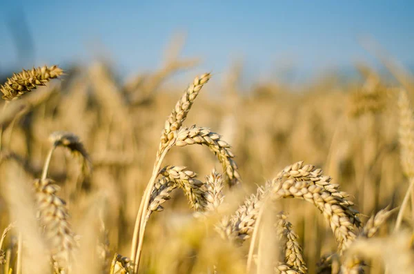 Yakın Mısır büyüyen mısır tarlası-